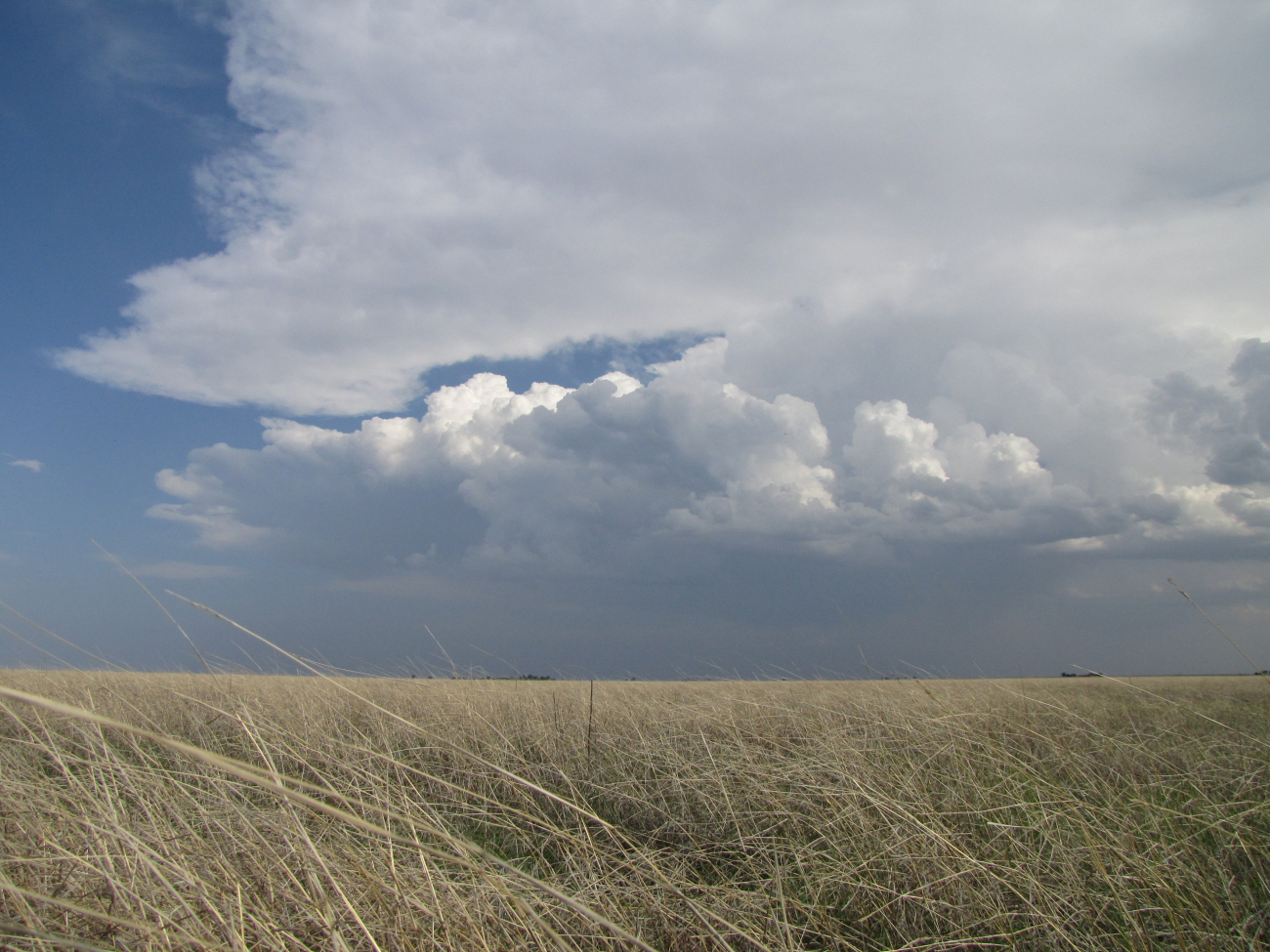 Storm clouds seen over a wheat field near Childress