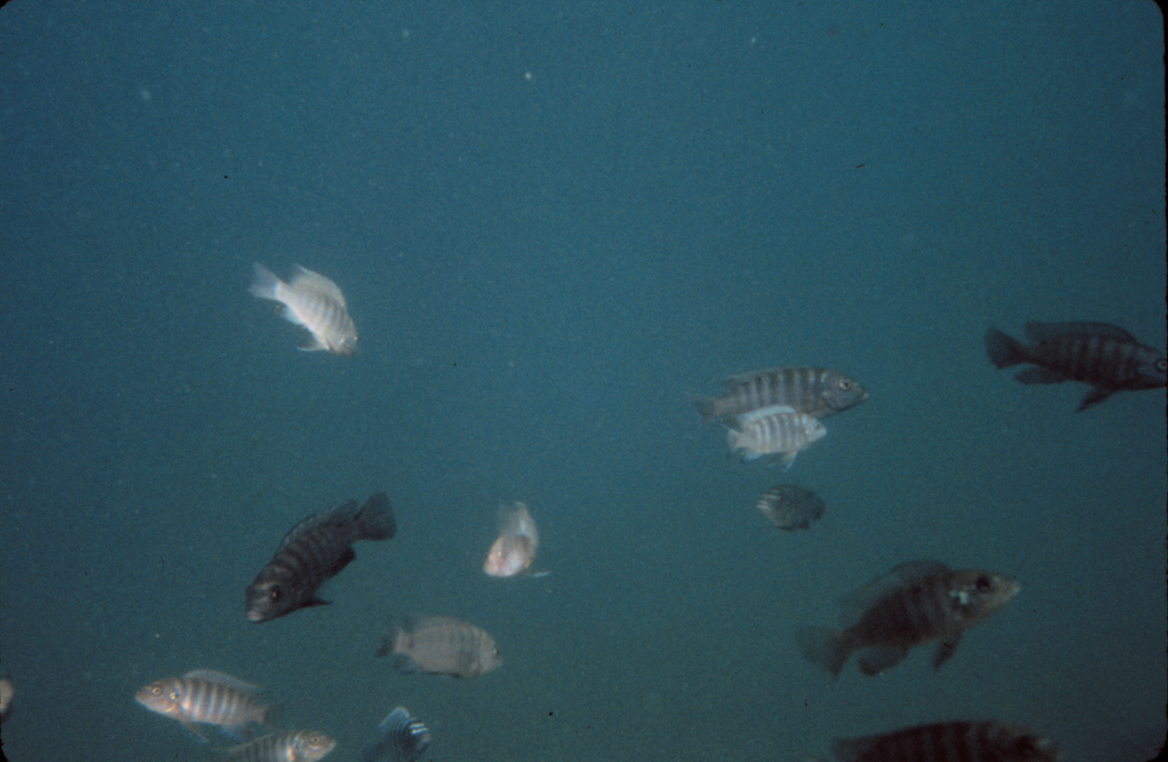 Bass photographed by ROV in Lake Malawi, Africa