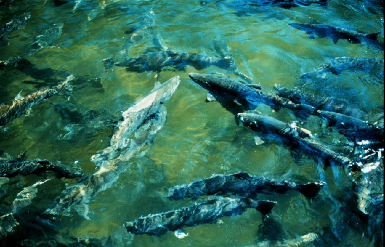 Salmon spawning in a northwest U