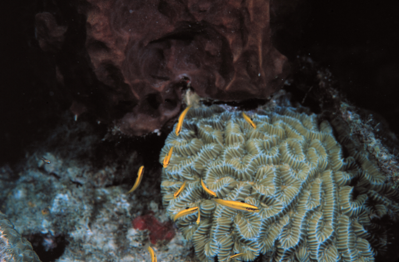 Yellow-headed wrasse hover over brain coral