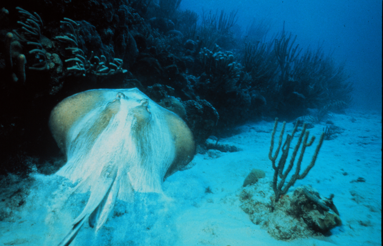Manta ray rises from the sand at the base of a Carolina reef