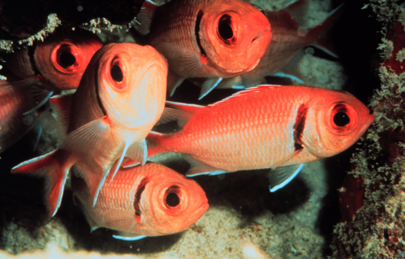 Blackbar soldierfish huddle within a coral reef nook