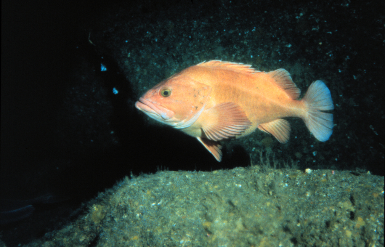 Yelloweye rockfish, Sebastes ruberrimus, is a species in a common genusof Pacific rockfish