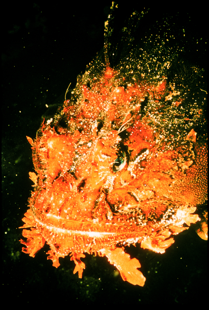 Scorpionfish's ugly visage allows it to hide in northern seaweed beds