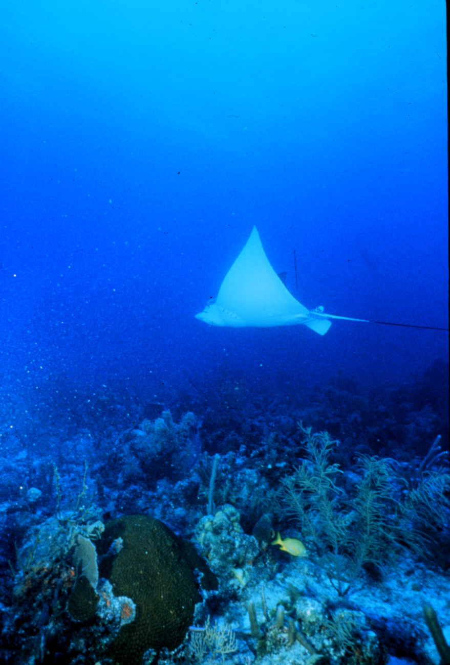 Spotted eagle ray soars over Florida Keys reefs