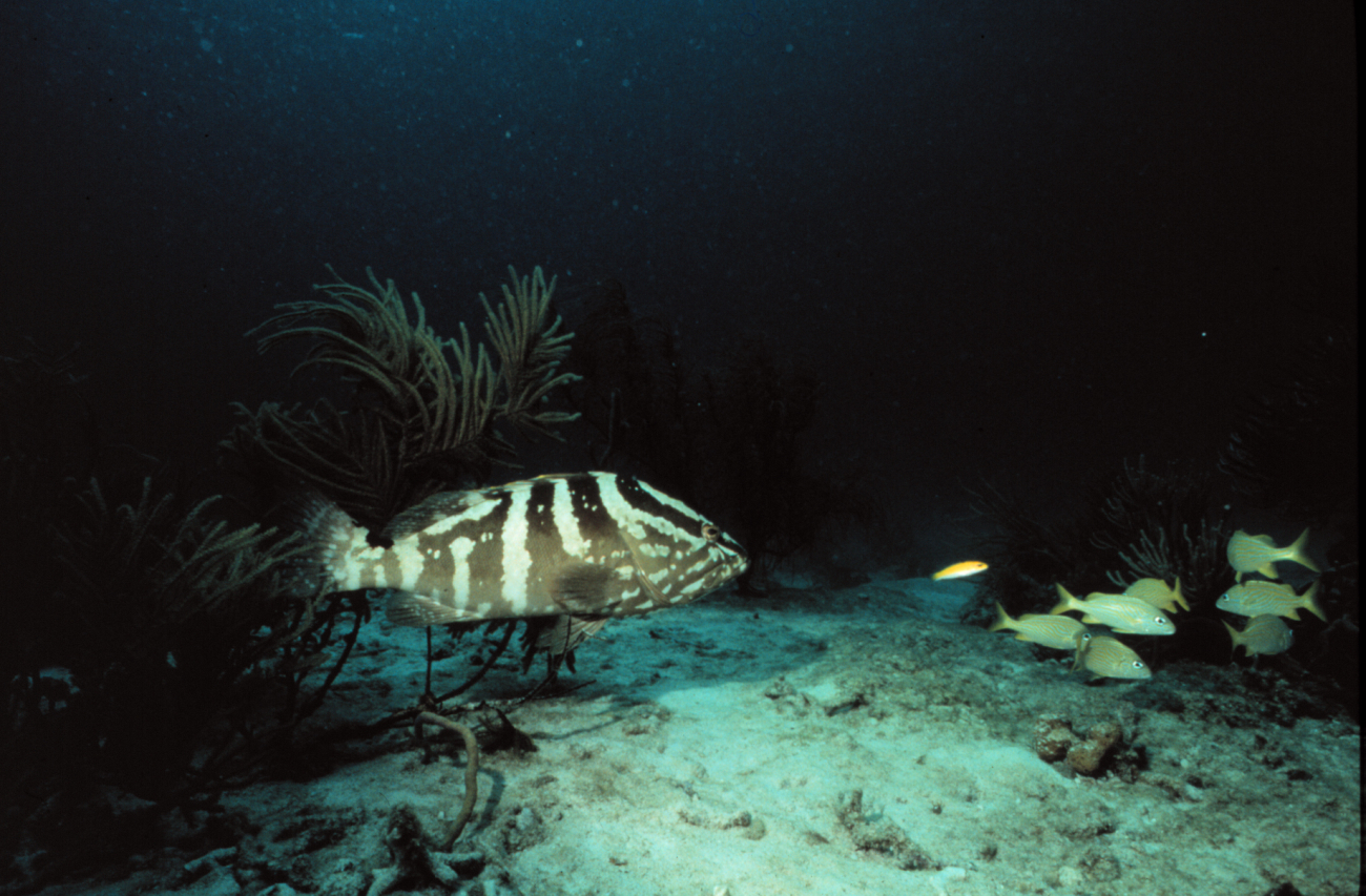 Nassau grouper eyeing its next meal