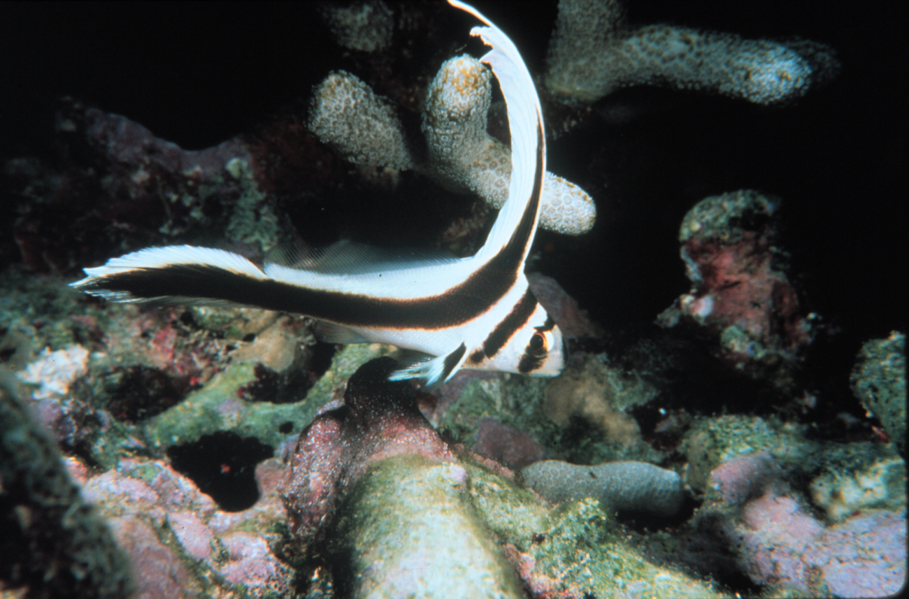 Jackknife-fish's coloration makes it stand out to potential mates