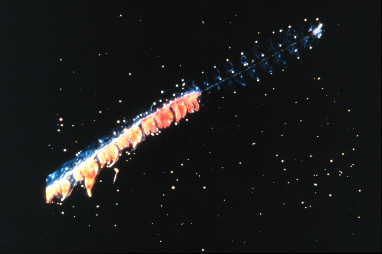 Physonect siphonophore is actually a chain of colonial hydroids