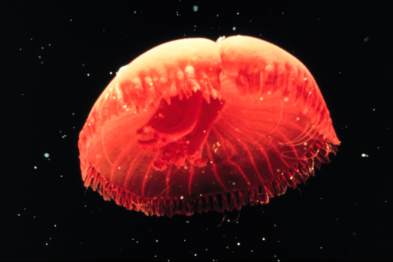 Some jellyfish pulsate to propel themselves through the water