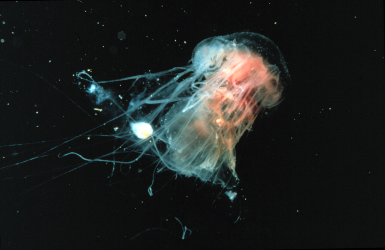 Cyanea jellyfish are common on the New England coast in summer
