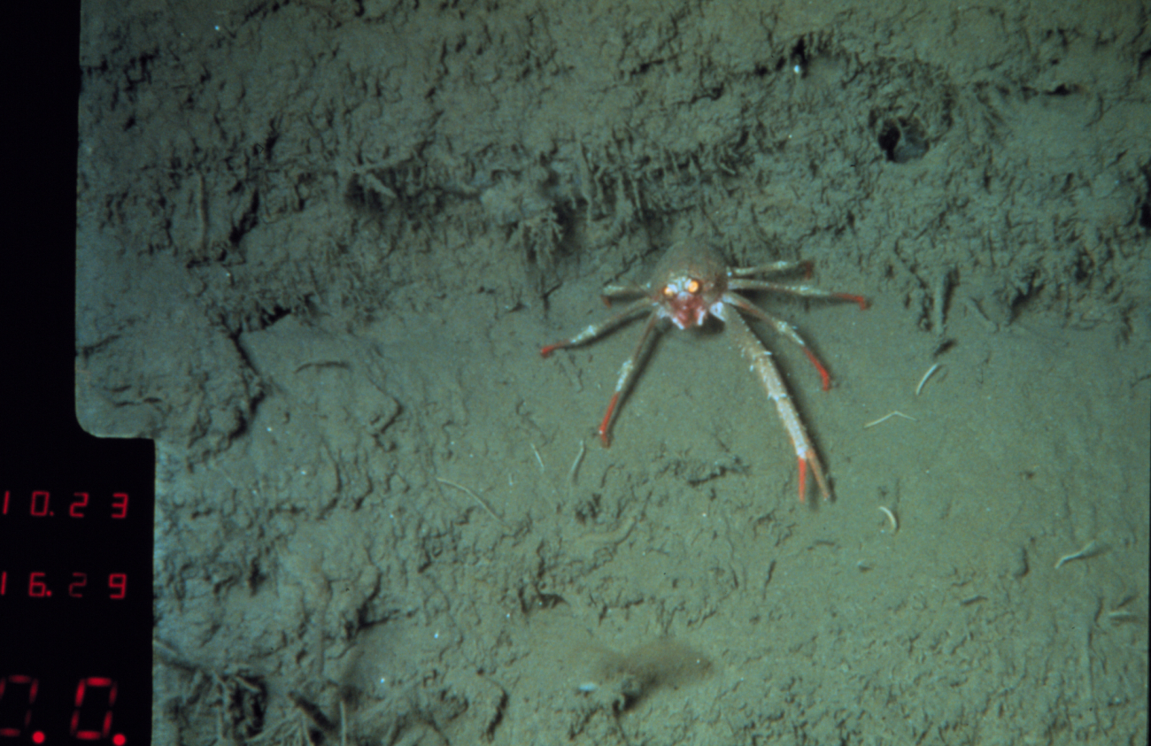 Galatheid crabs are common burrow-dwellers on the continental slope