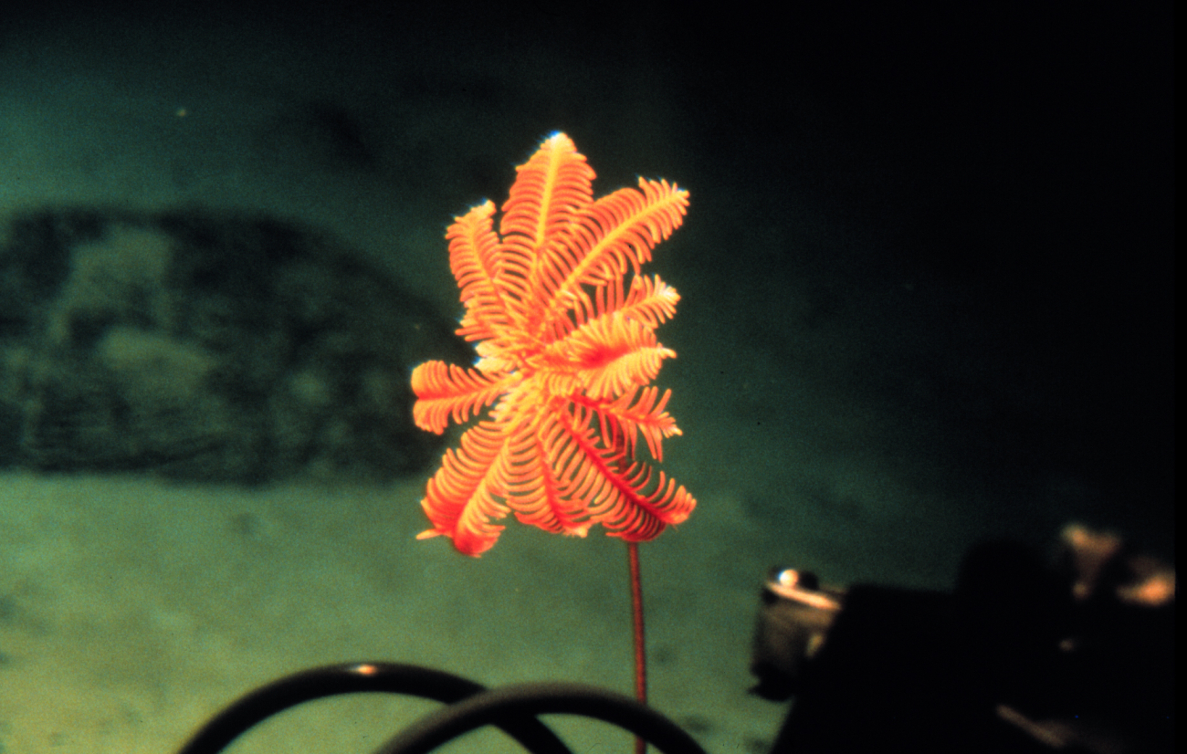 Delicate crinoid can orient towards the current to increase food capture