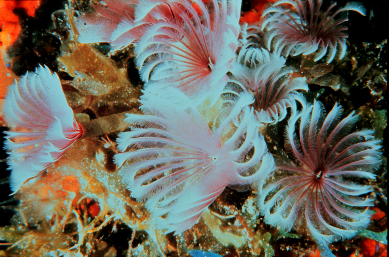 Feather duster worms, a type of annelid worm, and more specifically, tube-dwelling polychaete worms