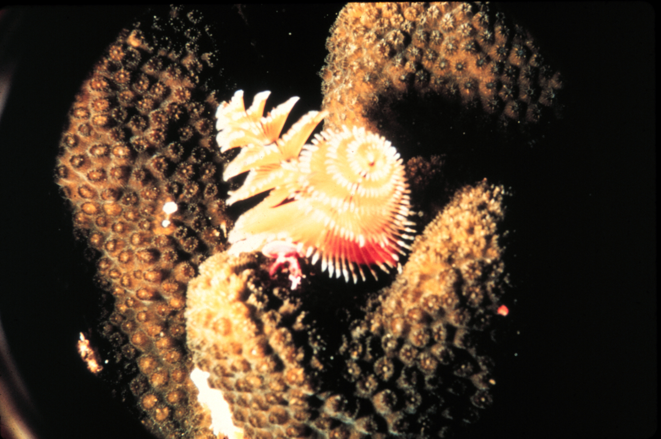 Colorful fireworm projecting from a coral head has a sting if touched