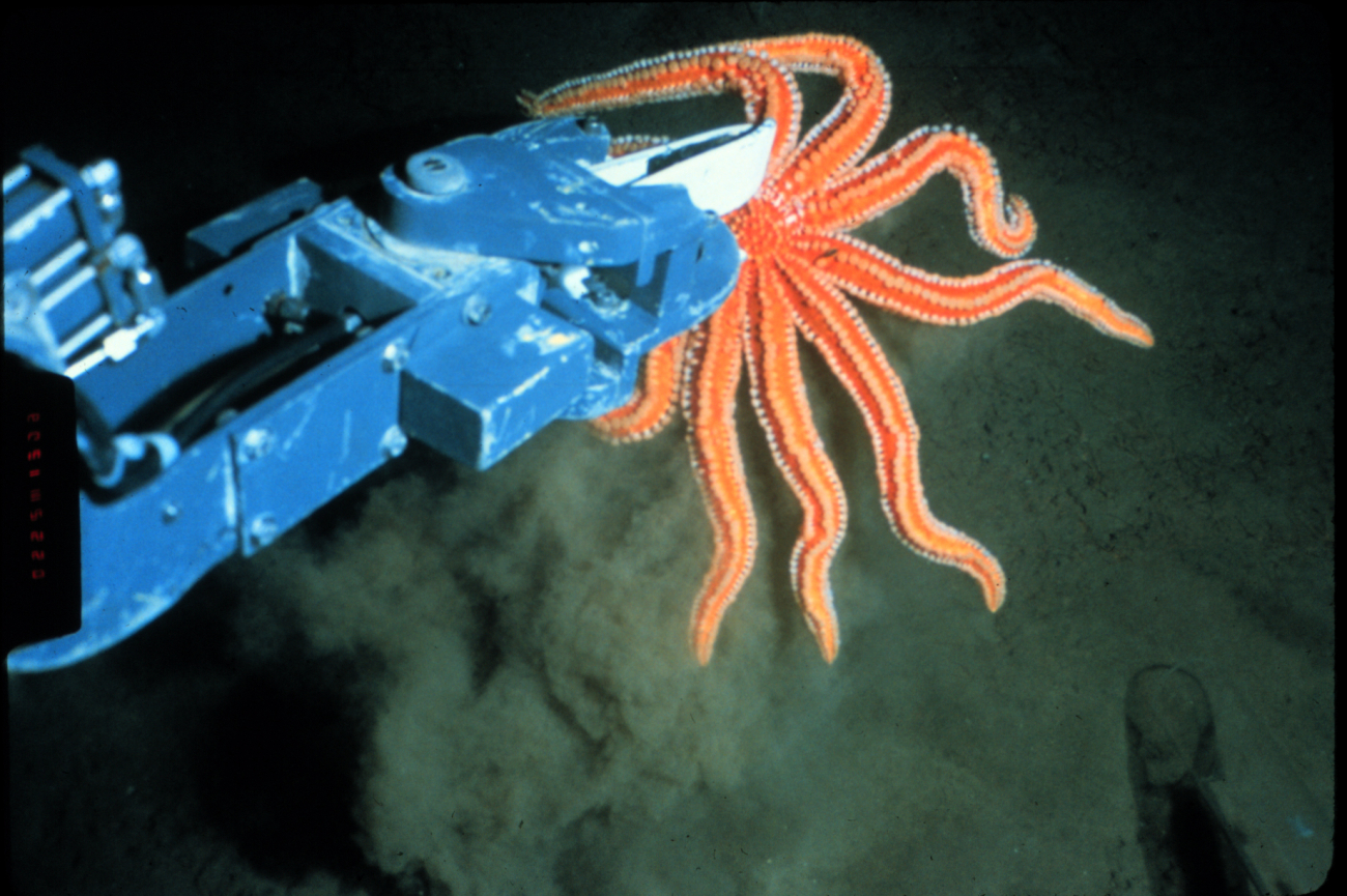 Seastar doen't know what hit it -- arm of a NURP submersible