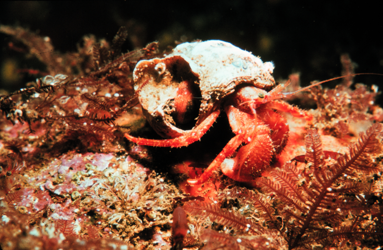 Hermit crabs are very particular about their shell homes