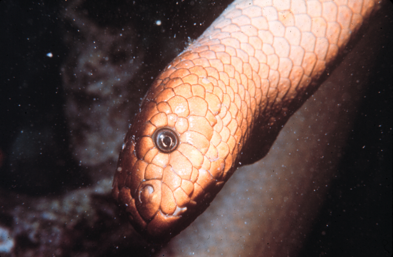 This sea snake is actually a vertebrate and in the wrong place in collection
