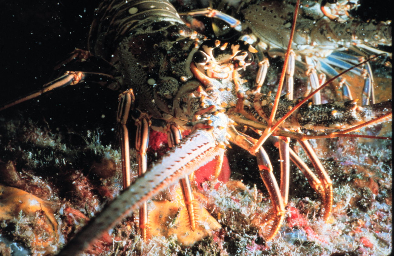 Spiny lobster, unlike its northern relative, has no big crusher claw