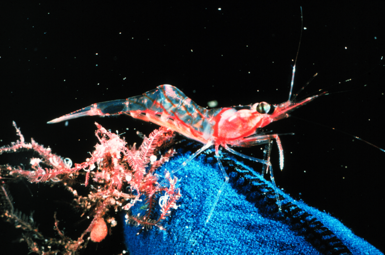 Junvenile lobster use weeds and sponges as refuge