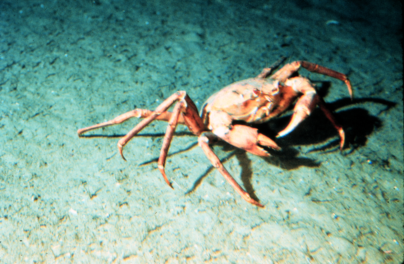 Golden crabs are the largest crustacean on the continental slope off Florida