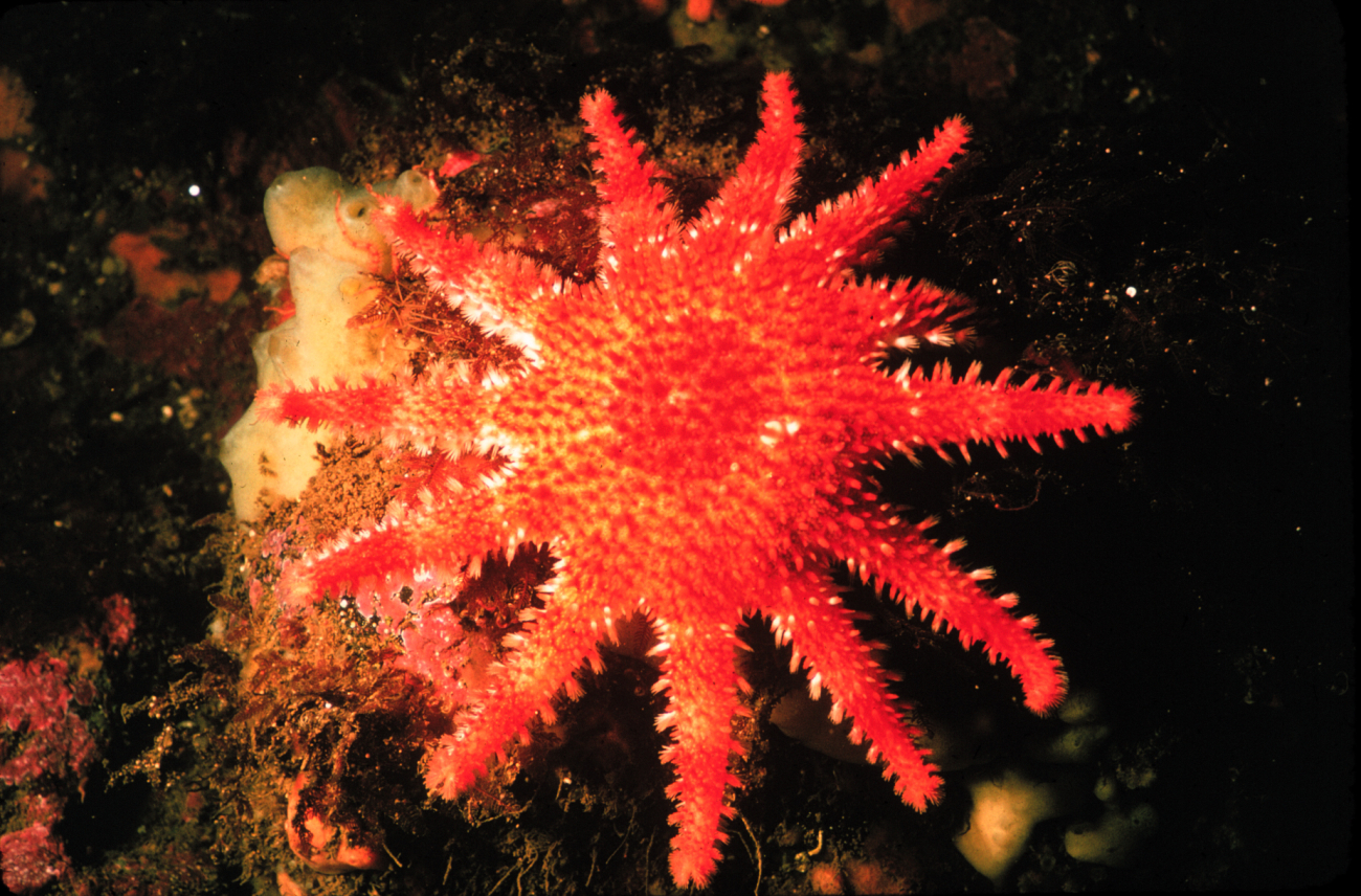 Starfish don't just have five arms-- this sun star has a dozen