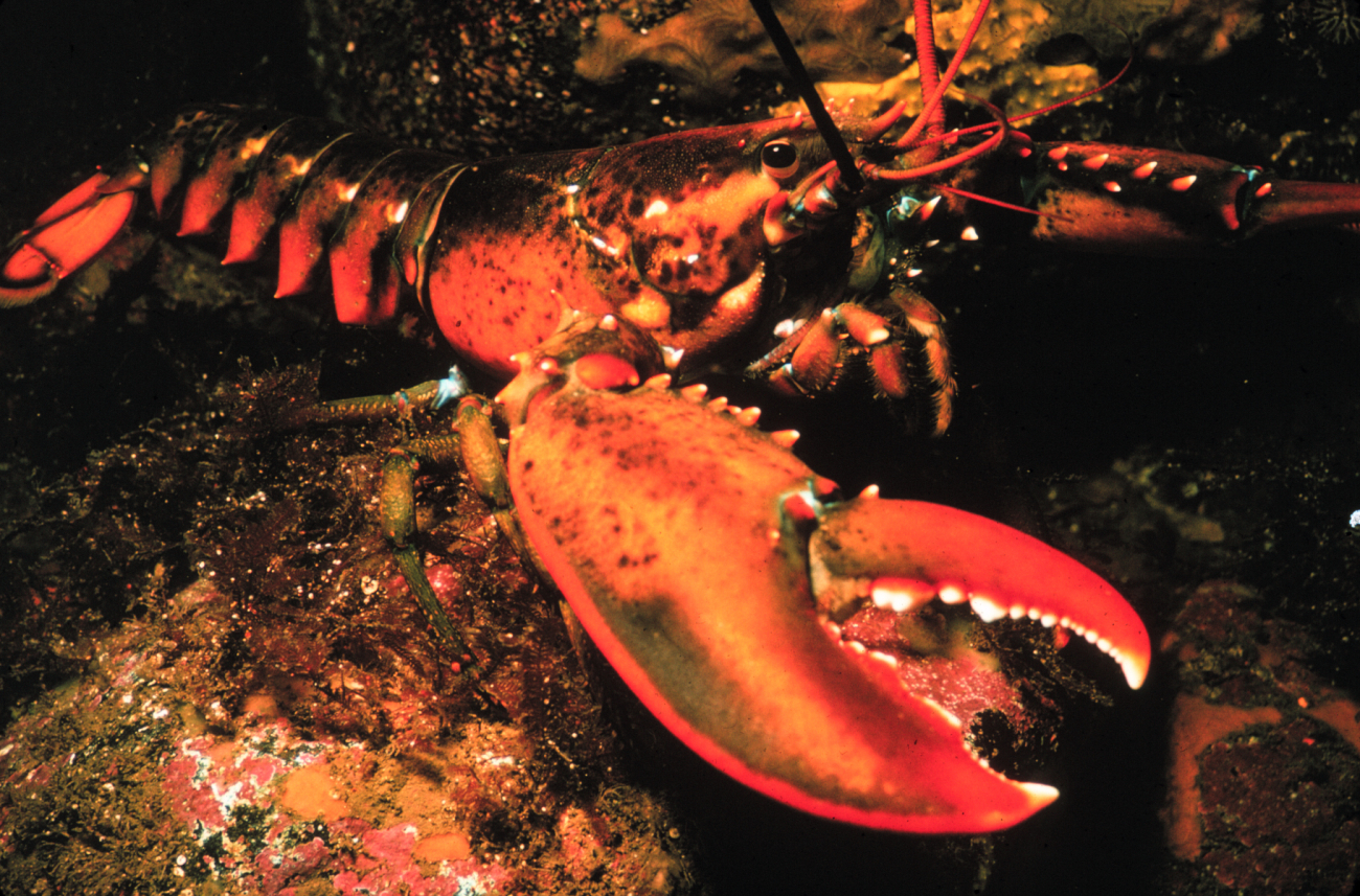 The lobster's large claw can crush crabs, clams and fingers