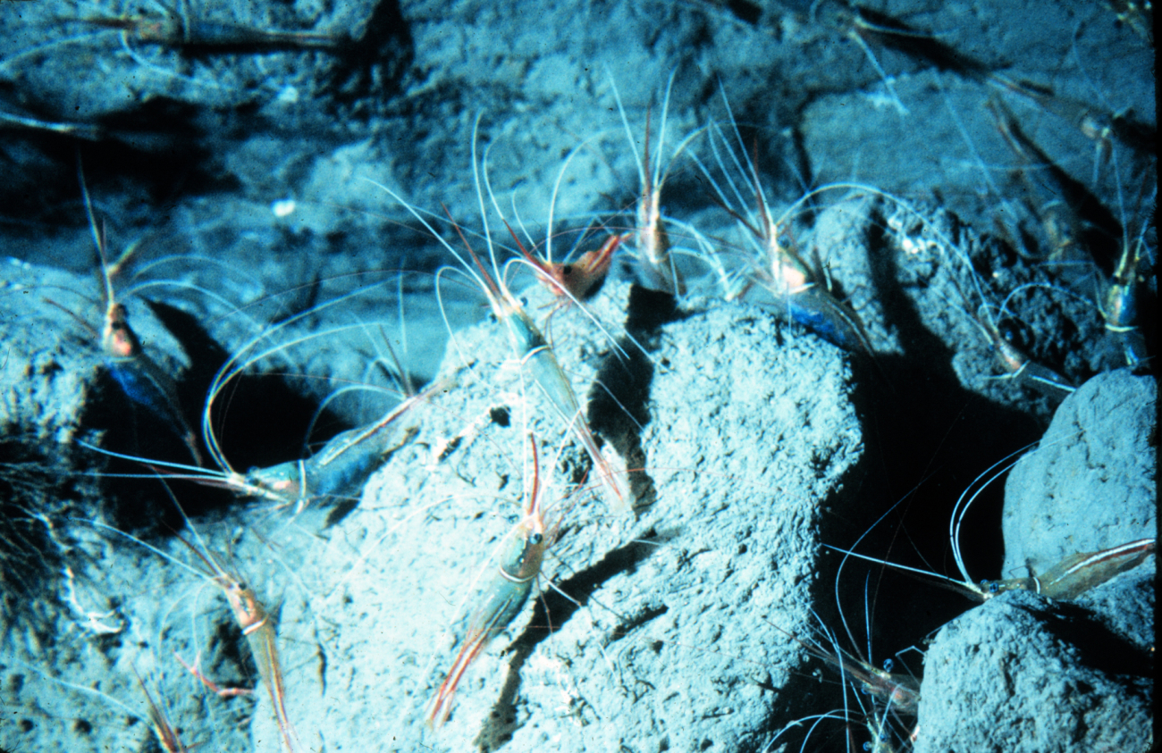 Cleaner shrimp are distinguished from other shrimp by their long antennae