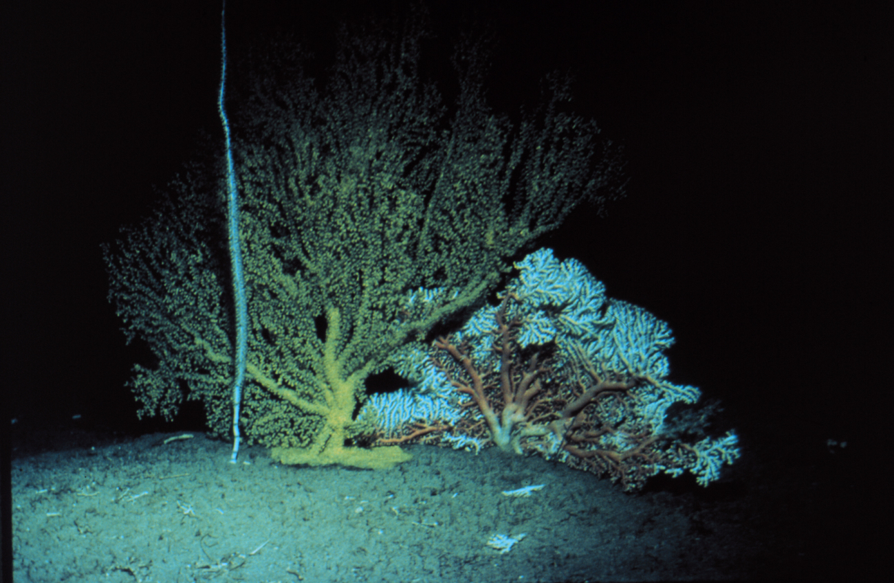 Soft coral species are found in both cold deep and shallow warm waters