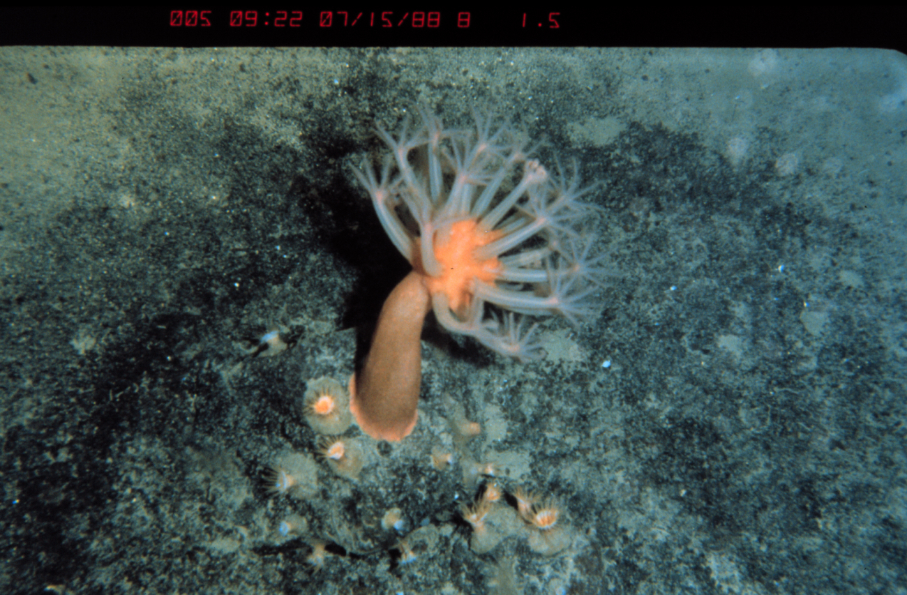 Small sea anemone on volcanic rock off Hawaii