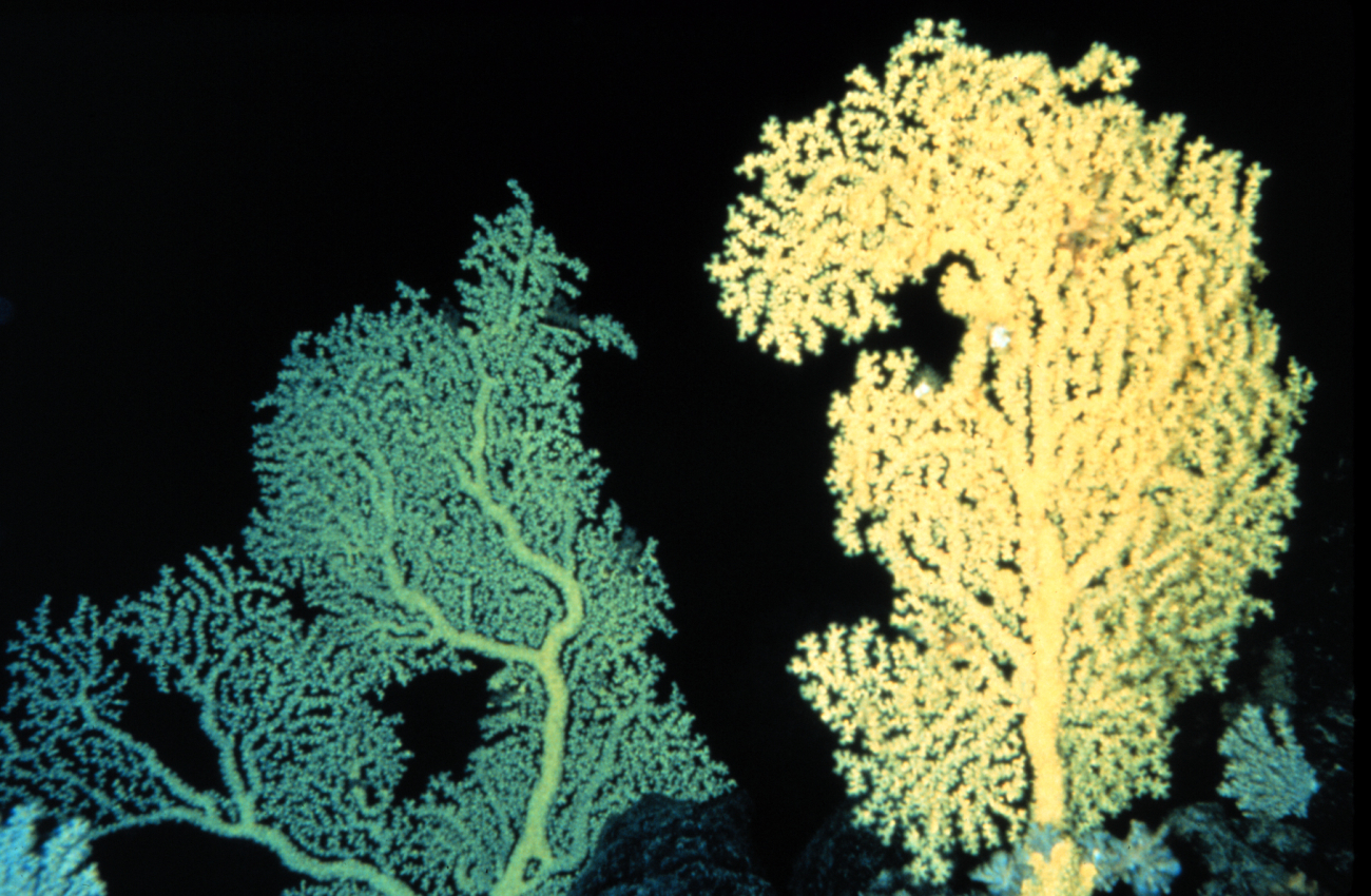 Gold coral is found below 300 m in tropical oceans