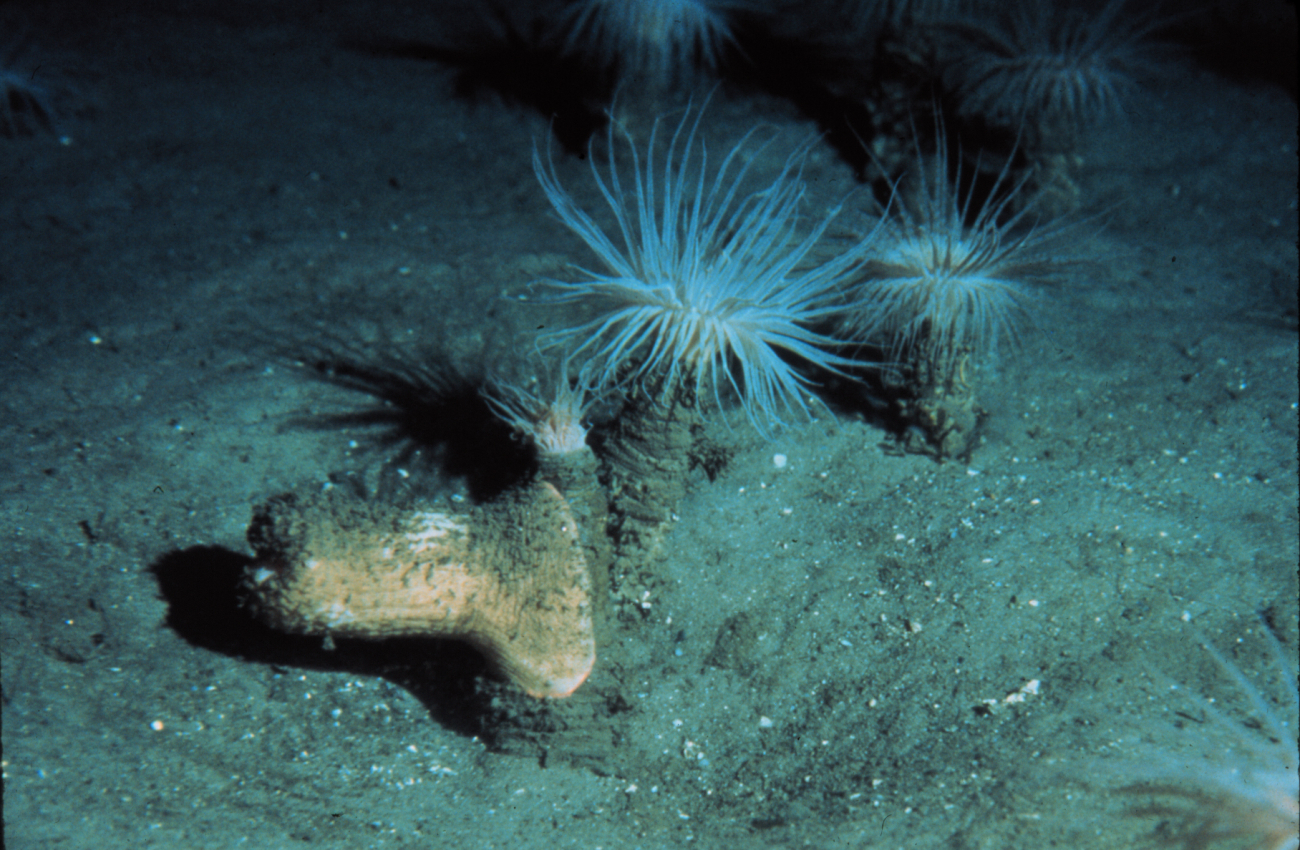 Cerianthid anemones are common on the continental slope in the north Atlantic