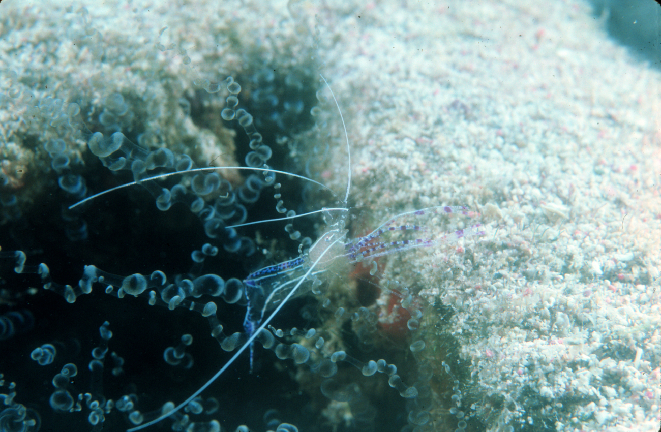 Pederson cleaning shrimp on a reef in the Virgin Islands