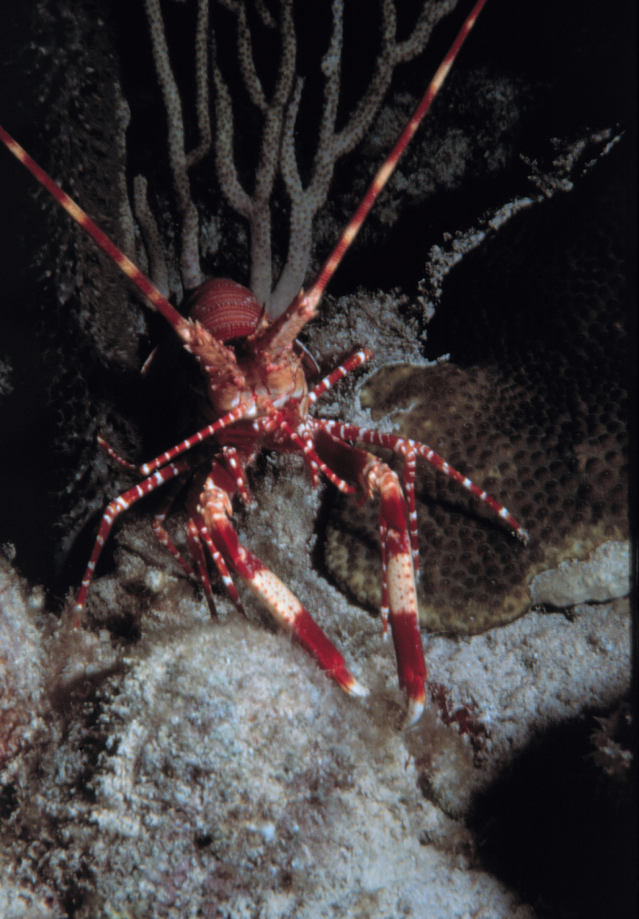 Rock lobster on a Pacific reef