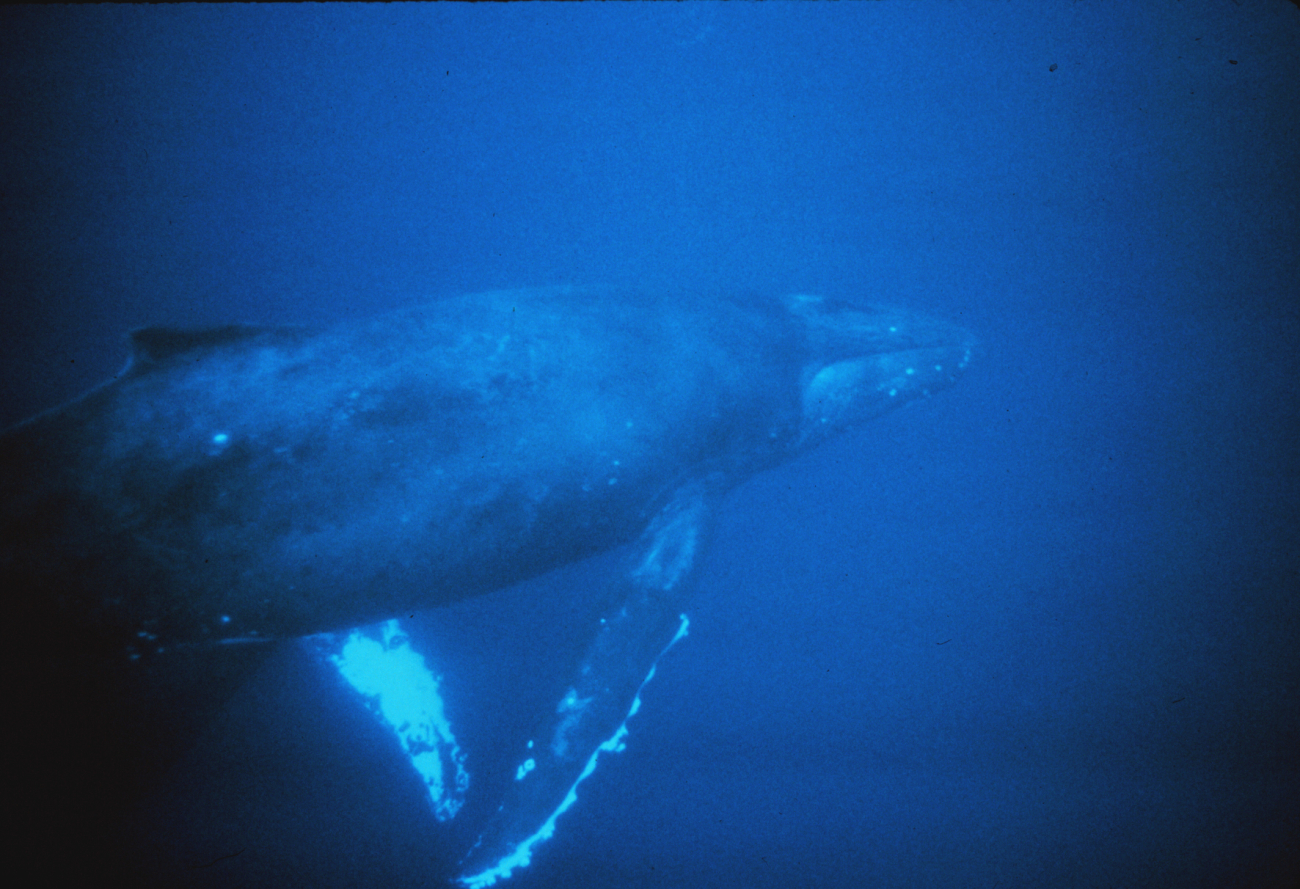 Humpback whales cruising beneath a diver