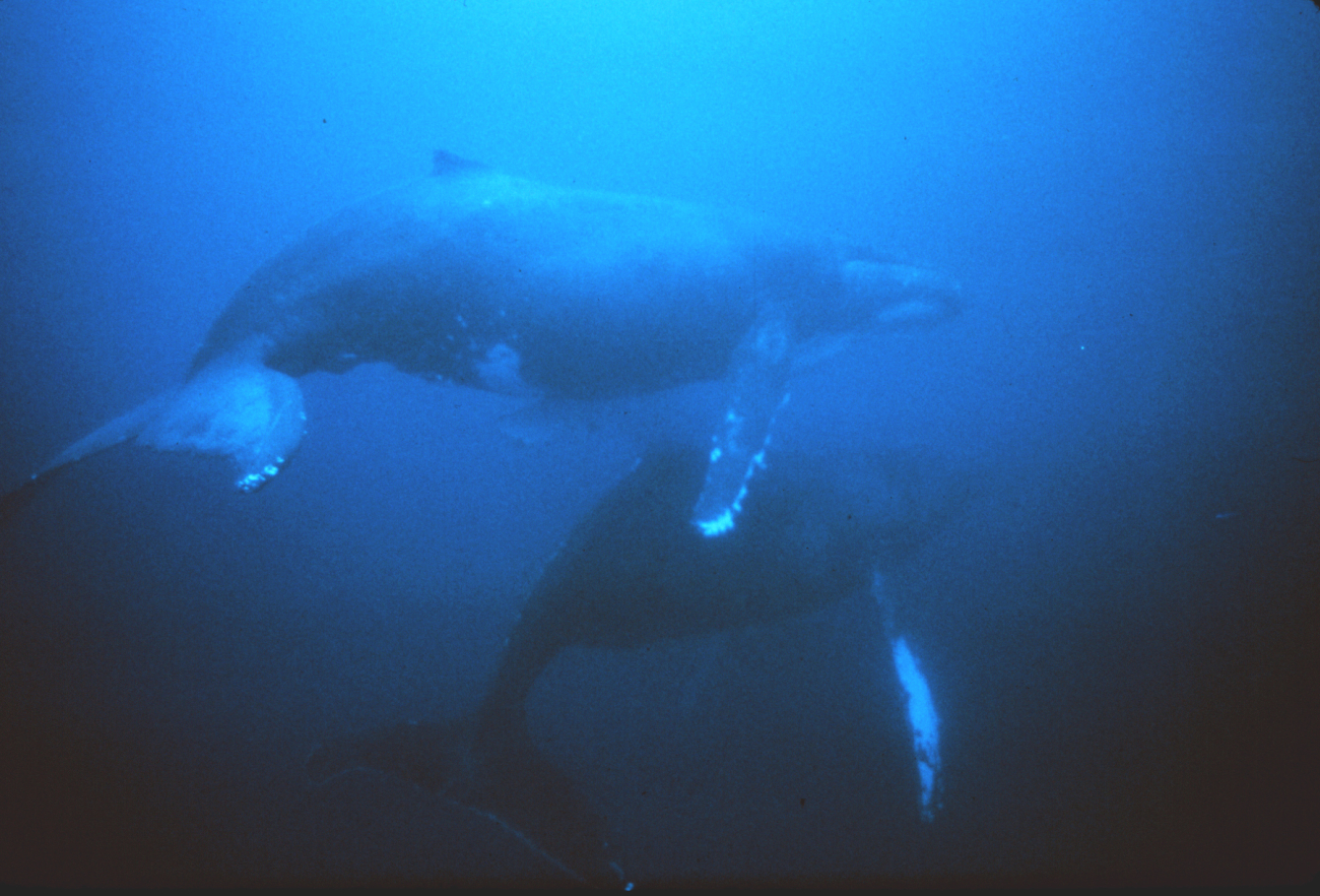 Humpback whales migrate from near the poles to tropical waters