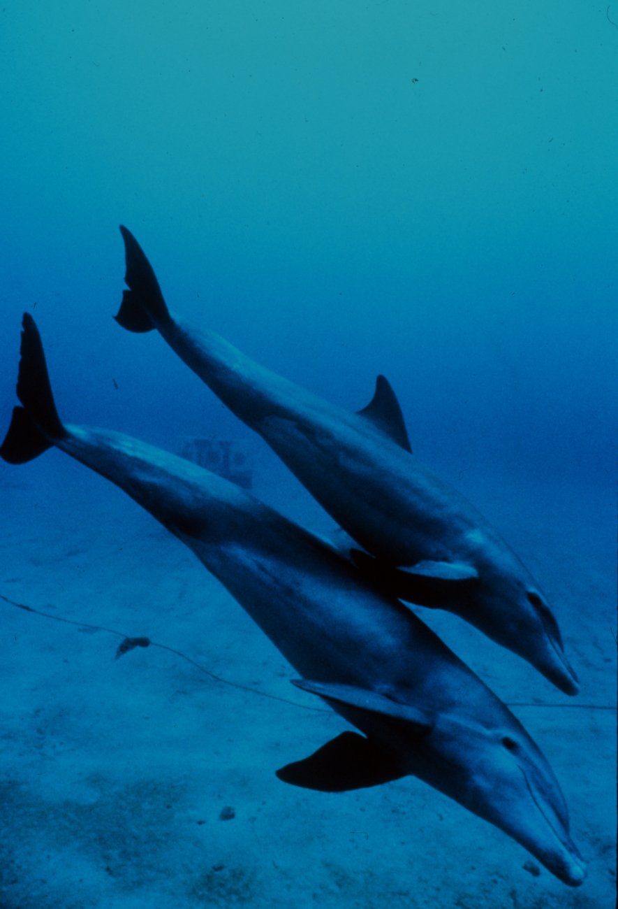 Mother and juvenile bottlenose dolphins head to the seafloor