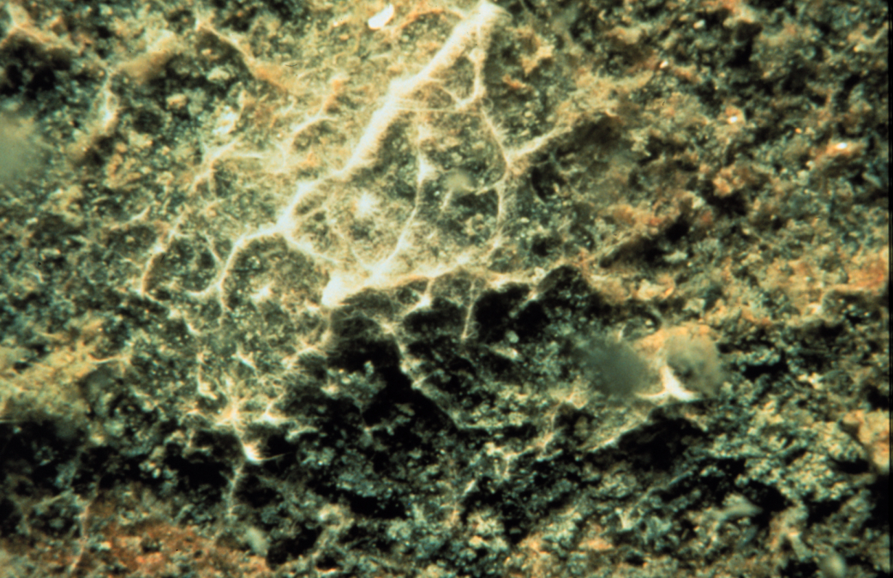 Bacterial mats are common the seafloor where oxygen is low