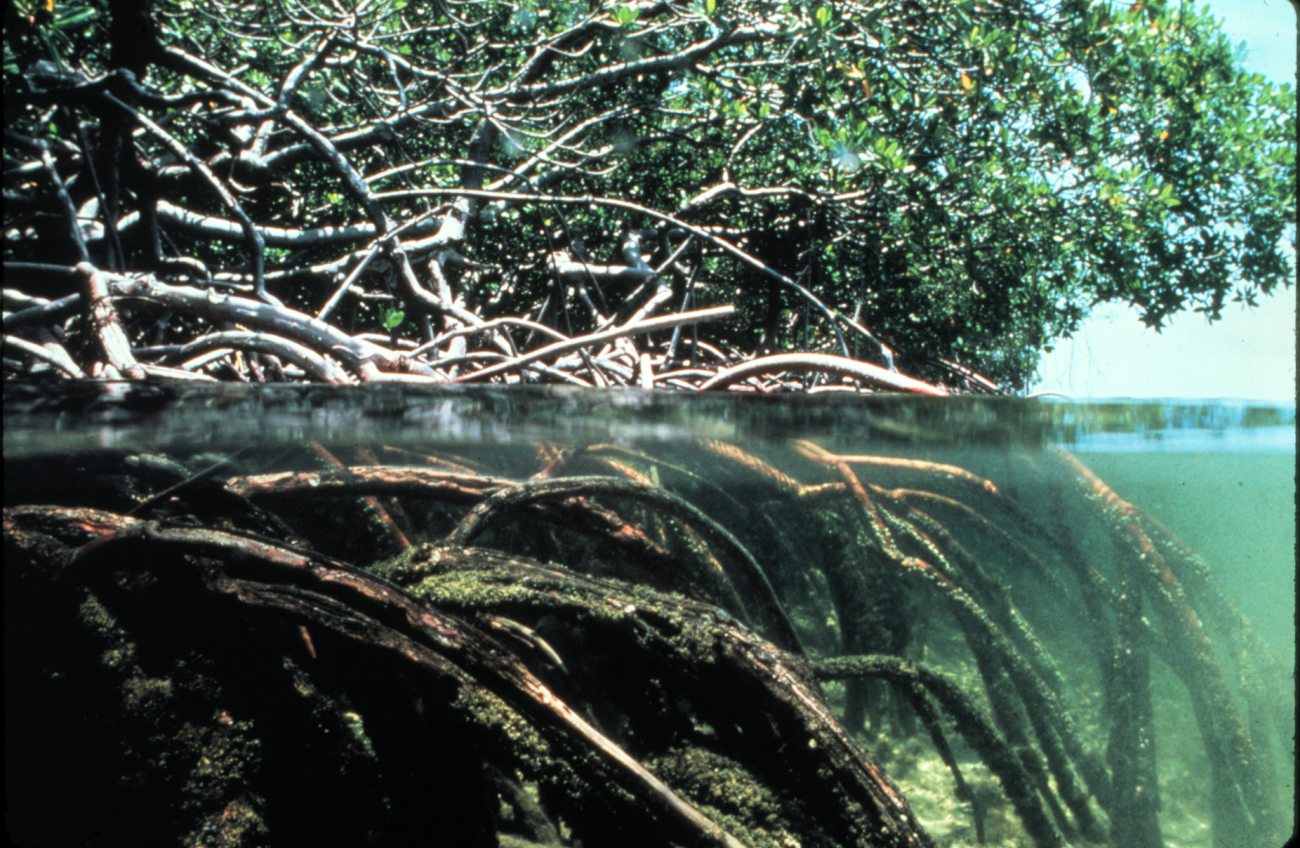 Mangroves roots serve as critical habitat for many species and nutrient filters