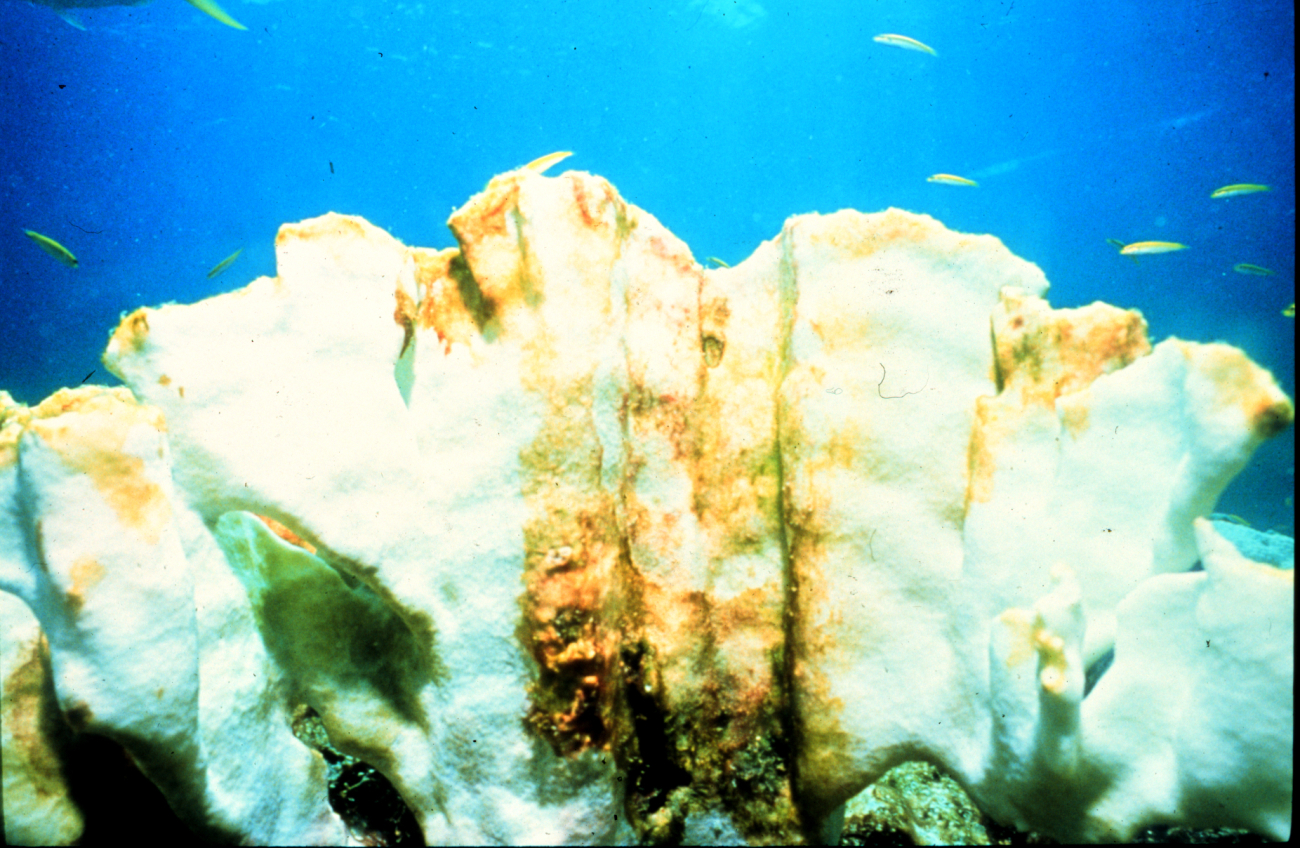 Corals throughout the Caribbean are bleaching (casting out their algae)