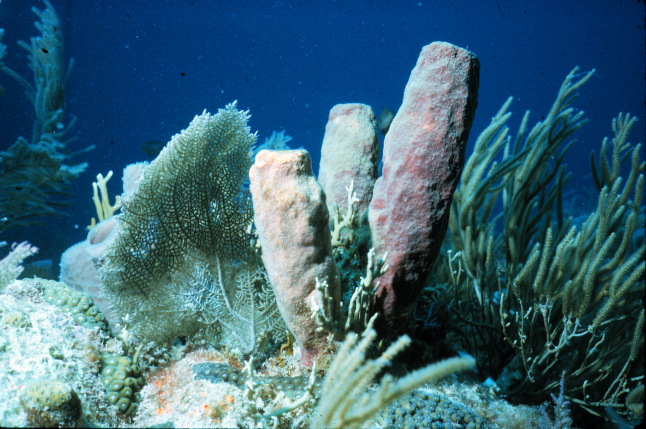 Sponges are as important as corals for reef structure