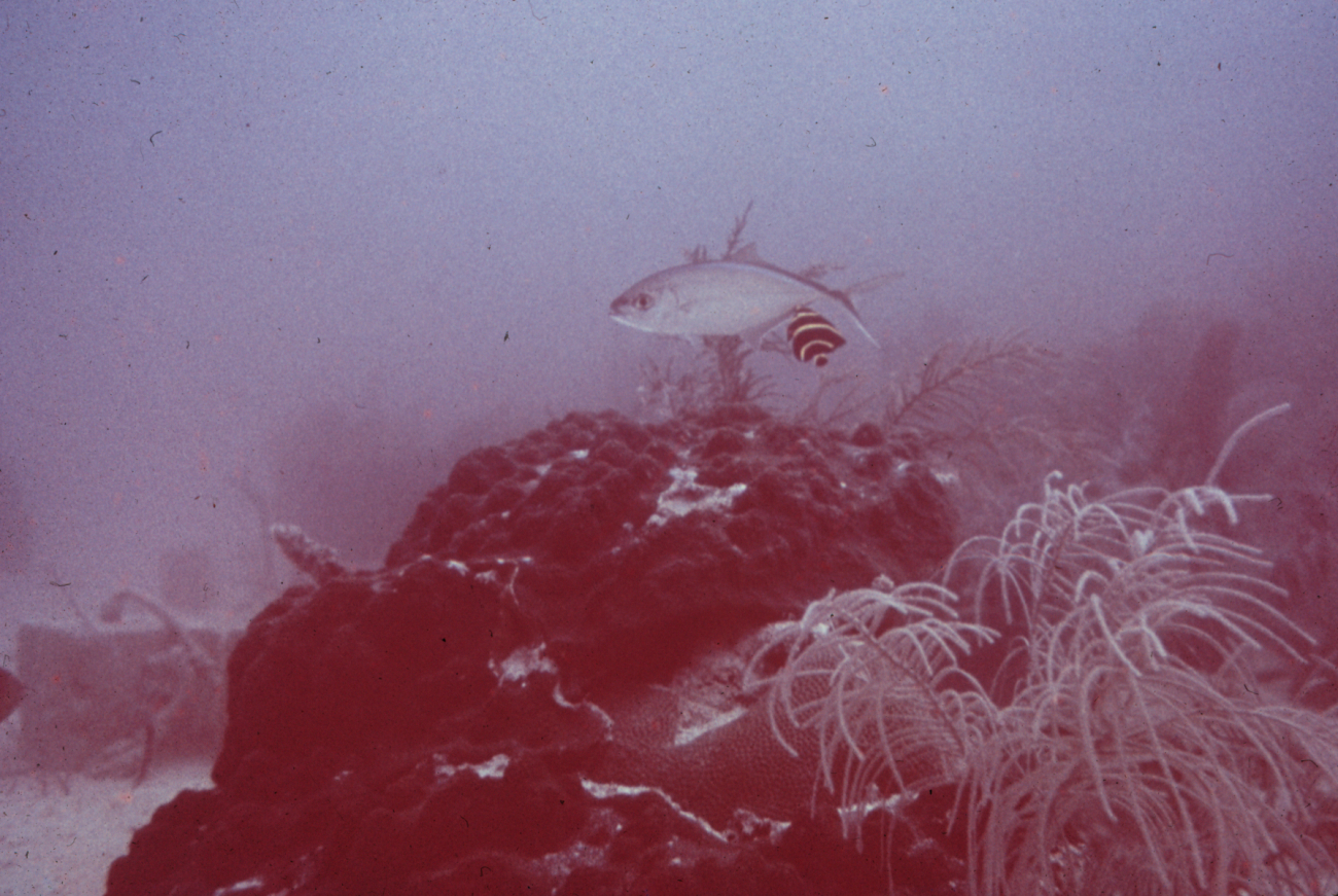 Corals on the reef vary from large stony heads to whispy branches