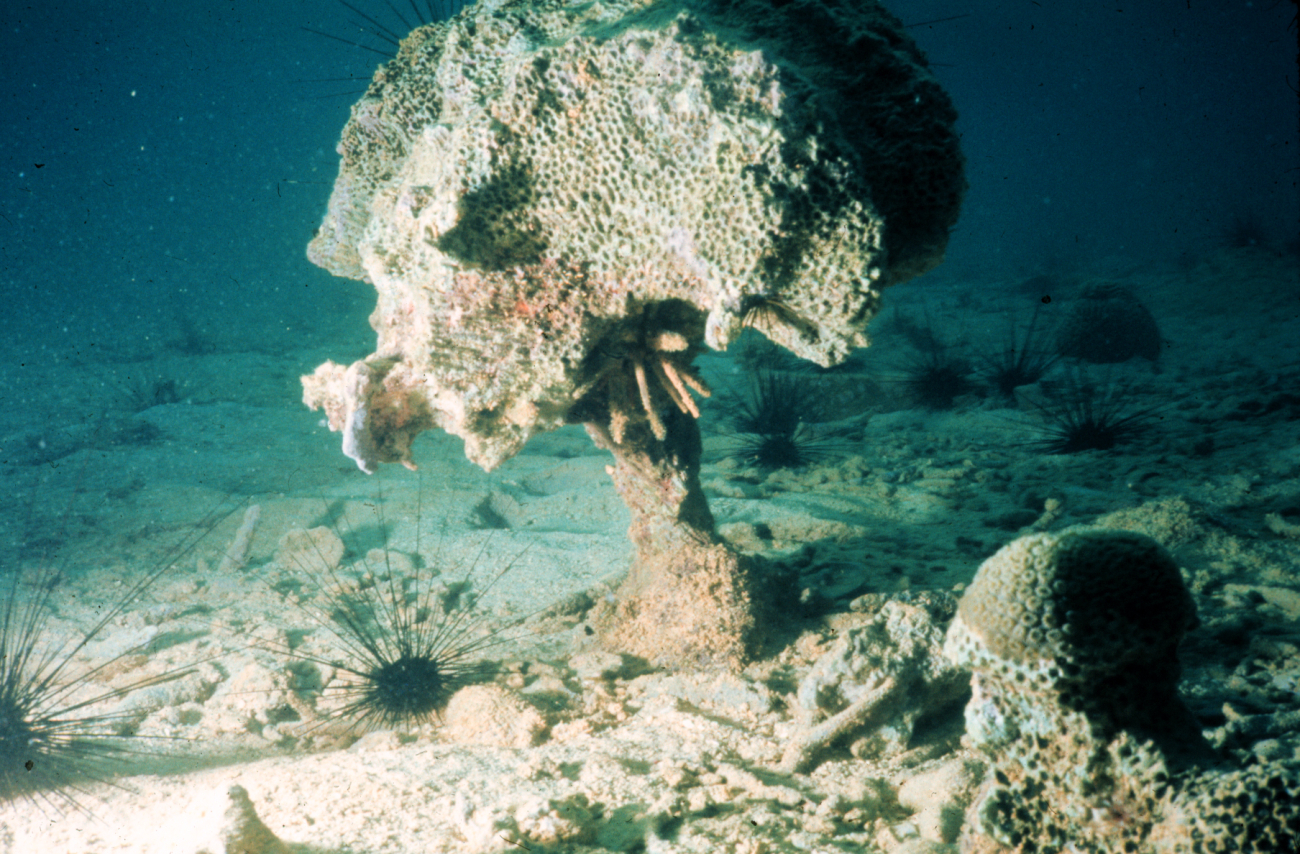 Bioerosion of coral reefs makes them brittle and susceptible to collapse