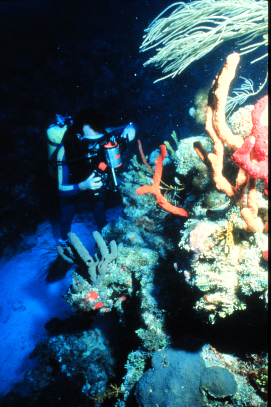 Scientists study reefs for many reasons, economic and ecologic