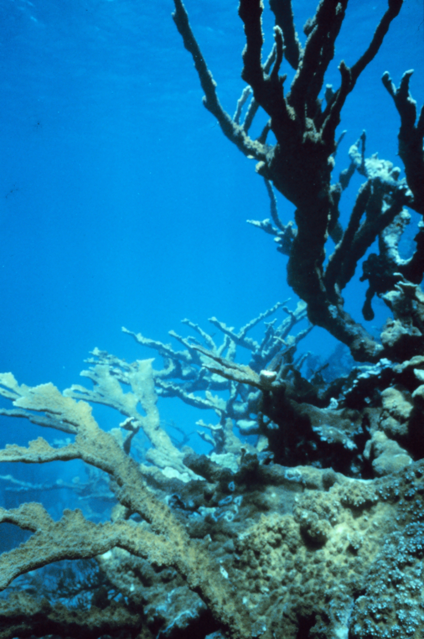 Elkhorn, Acropora palmata, coral towers above reef creating habitat and beachprotection