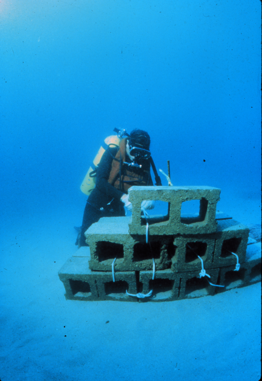 Artificial reefs can increase productivity of sandy bottoms
