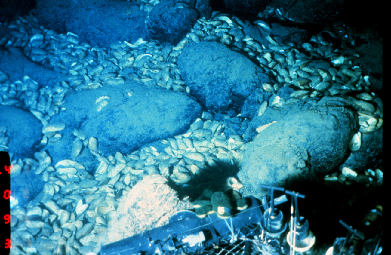 Clam shell bed around a thermal mound in 2800 meters