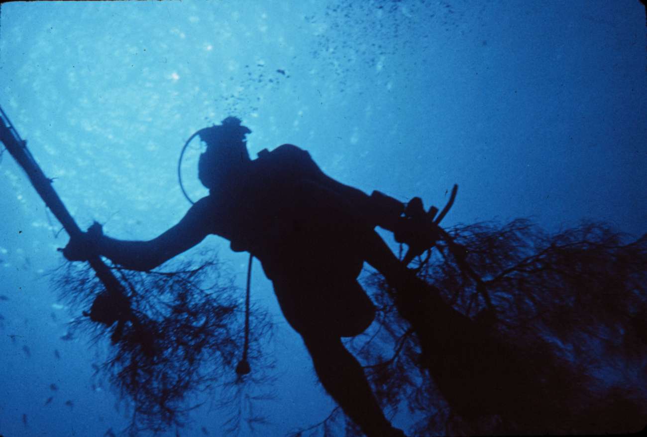 Diver carries samples to the surface