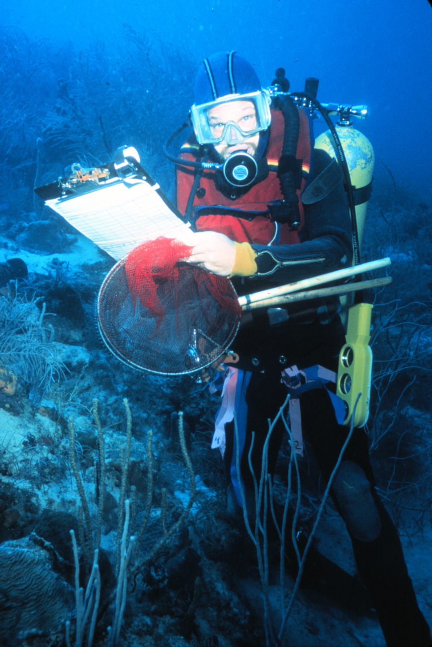 Diver conducts point counts of reef fish