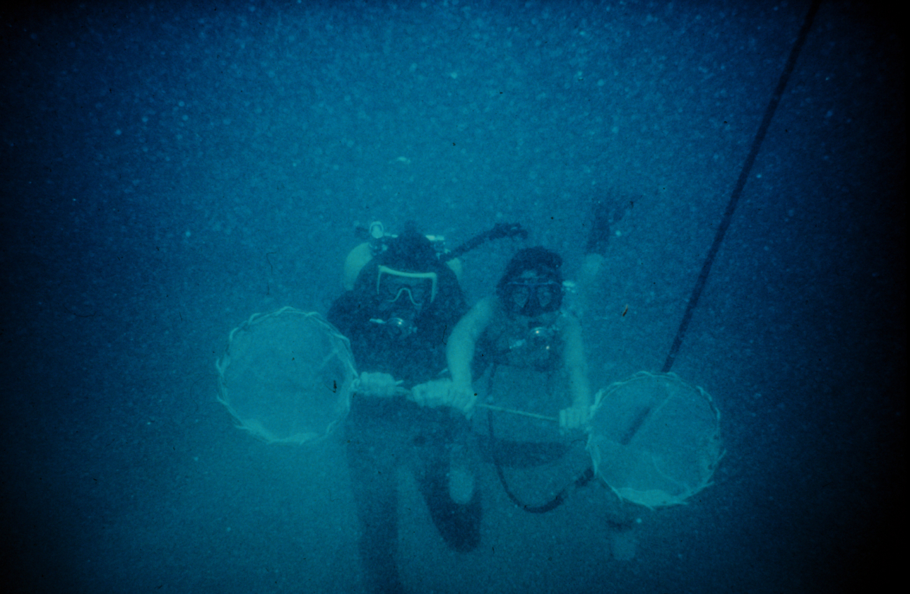 Bongo nets deployed by divers to collect marine snow