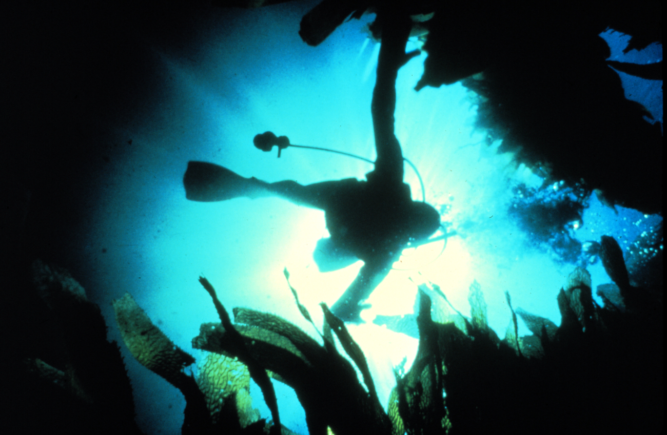 Diver descends through giant kelp bed